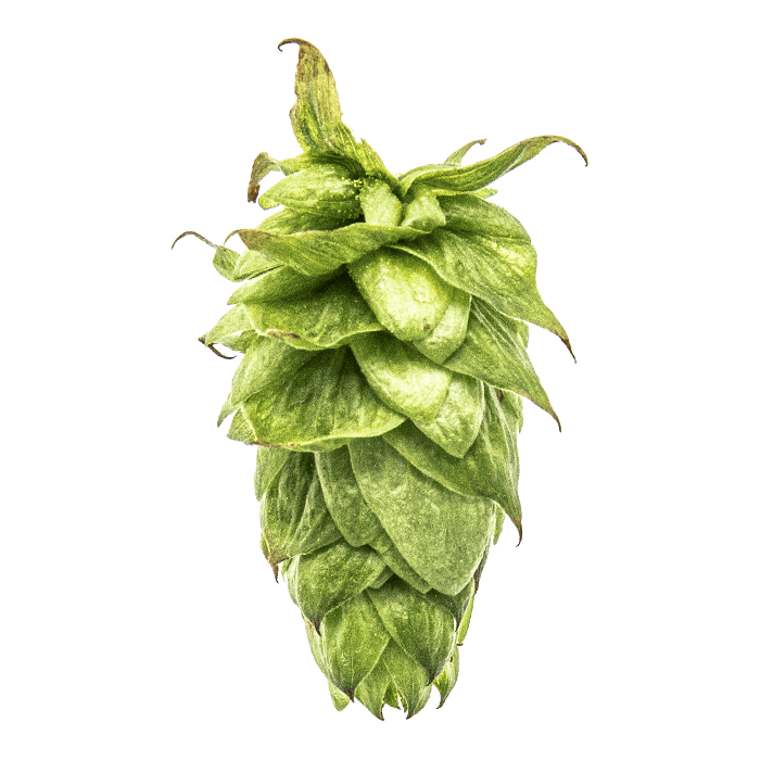 Photo of Summit™ Brand hop cones