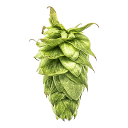 Photo of Summit™ Brand hop cones