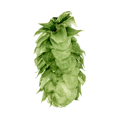 Photo of Vanguard hop cones Photo of Vanguard hop cones