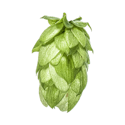 Photo of Wai-iti™ Brand - NZ Hops hop cones