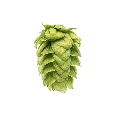 Photo of Willamette hop cones Photo of Willamette hop cones