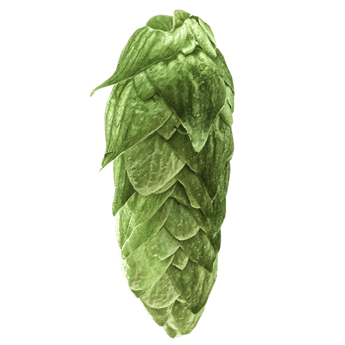 Photo of Elani® Brand hop cones